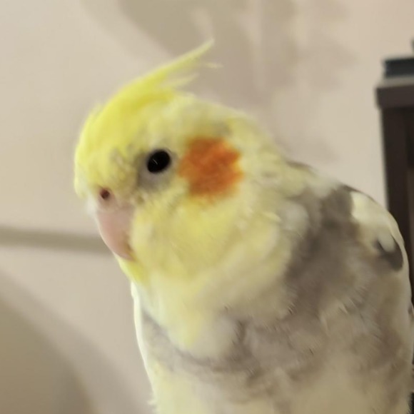parrotletlvr